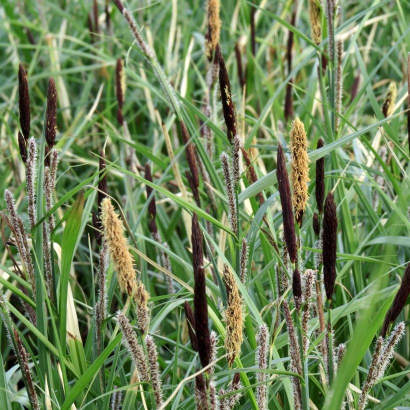 Carex acutiformis - Fausse laîche aigüe (Floraison)