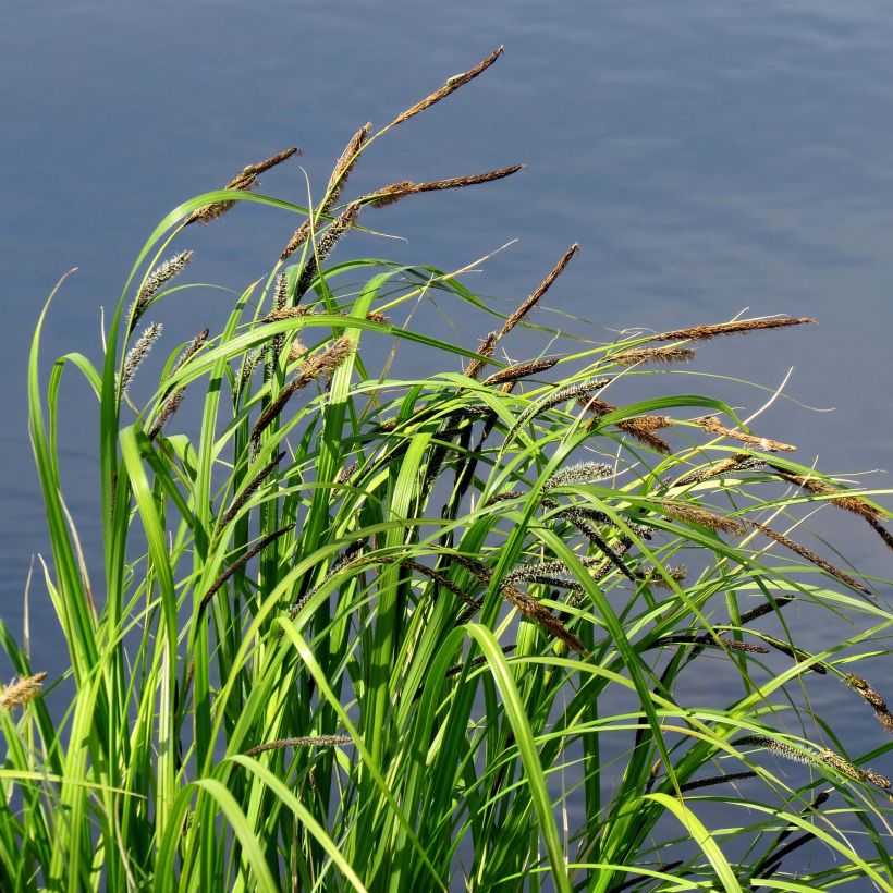 Carex acutiformis - Fausse laîche aigüe (Port)