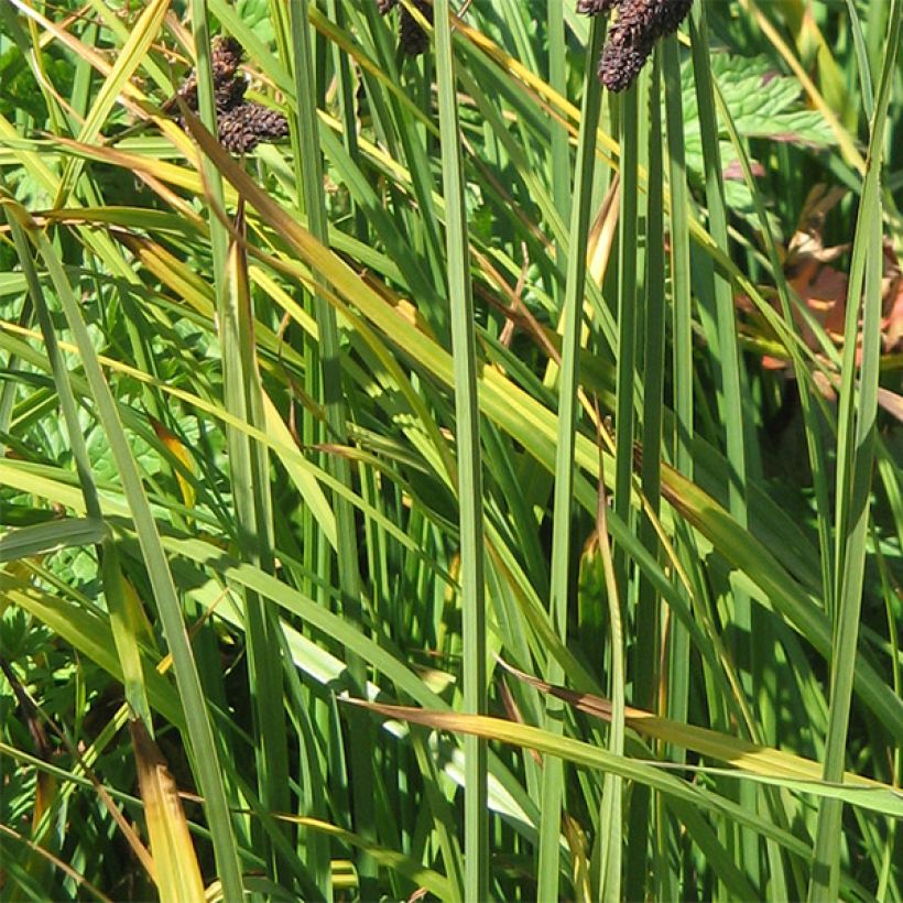 Carex atrata - Laîche des montagnes (Feuillage)