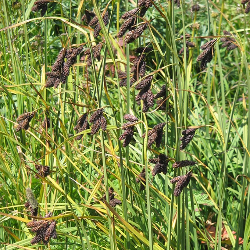 Carex atrata - Laîche des montagnes (Floraison)