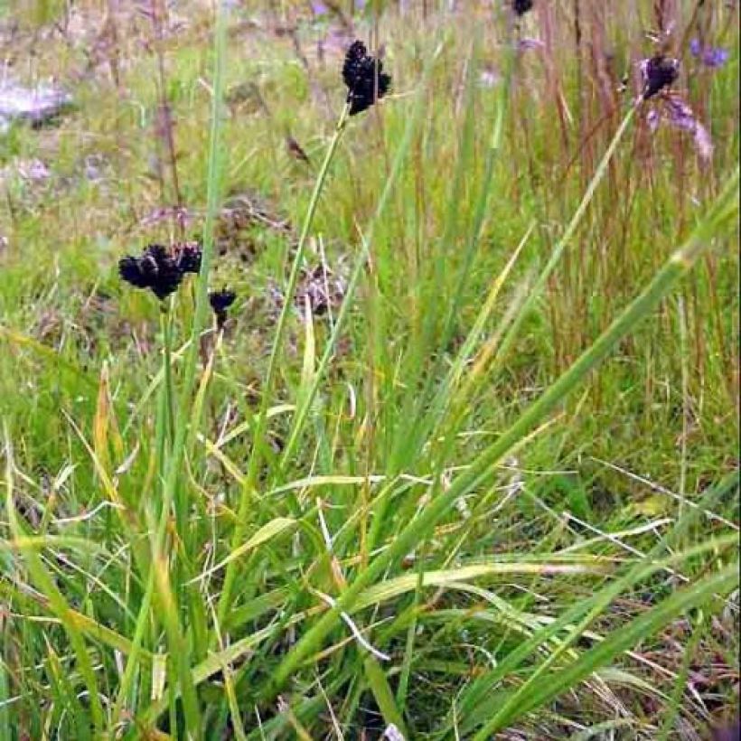 Carex atrata - Laîche des montagnes (Port)