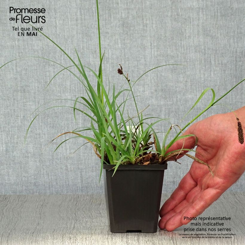 Spécimen de Carex atrata - Laîche des montagnes Godet de 8/9 cm tel que livré au printemps