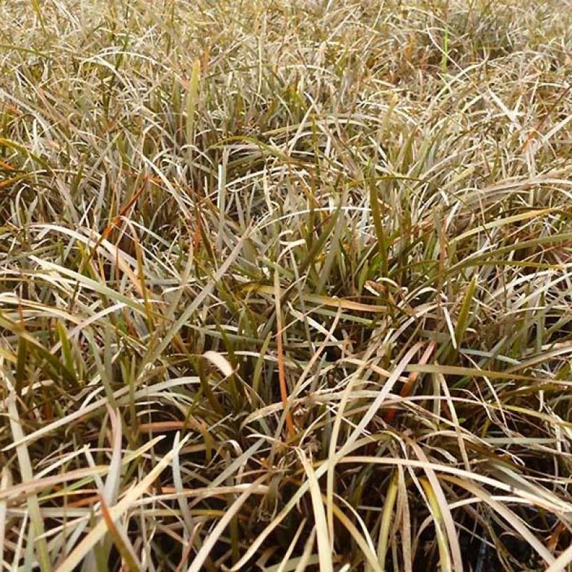 Carex berggrenii - Laîche (Feuillage)