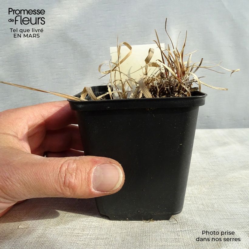 Spécimen de Carex berggrenii - Laîche Godet de 9cm tel que livré au printemps