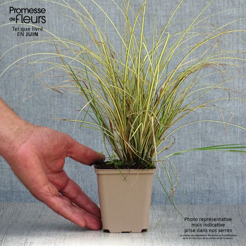 Spécimen de Carex brunnea Jenneke - Laîche Godet de 8/9 cm tel que livré en été