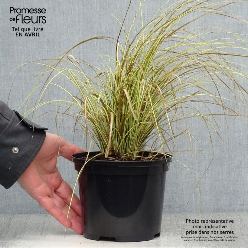Spécimen de Carex brunnea Jenneke - Laîche - pot de 2L/3L tel que livré au printemps