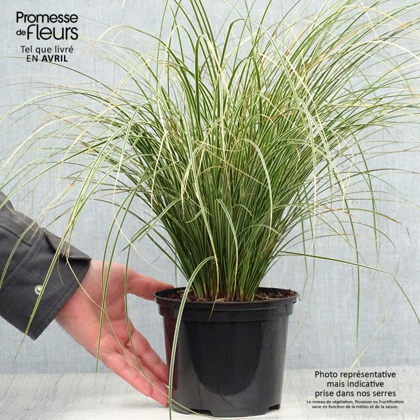 Spécimen de Carex brunnea Variegata - Laîche - Pot de 2L/3L tel que livré au printemps