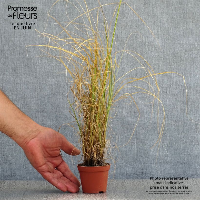 Spécimen de Carex brunnea Variegata - Laîche Godet de 8/9 cm tel que livré en été