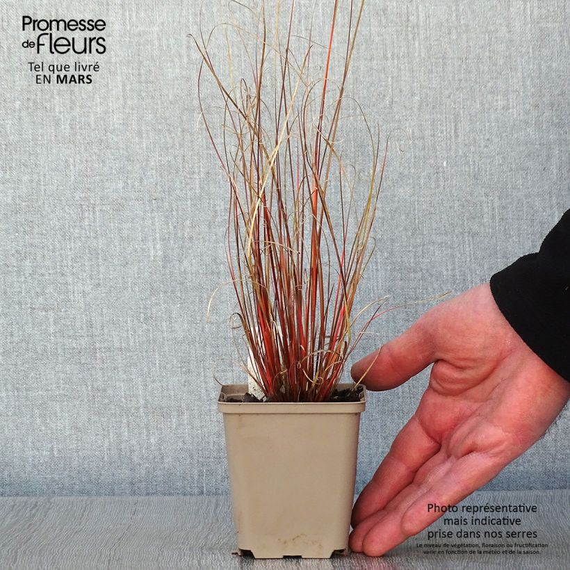Spécimen de Carex buchananii Red Rooster - Laîche de Buchanan Godet de 8/9 cm tel que livré en hiver