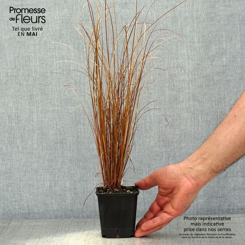 Spécimen de Carex buchananii Red Rooster - Laîche de Buchanan - Godet de 8/9cm tel que livré au printemps