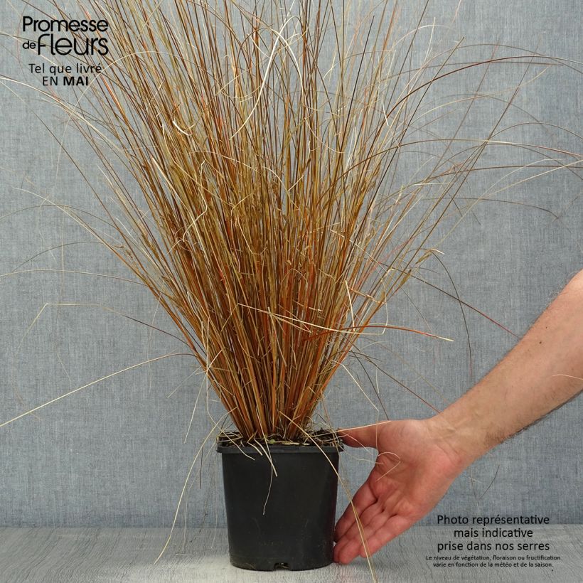 Spécimen de Carex buchananii Red Rooster - Laîche de Buchanan Pot de 2L/3L tel que livré au printemps