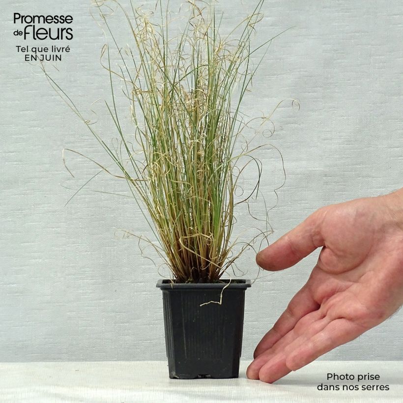 Spécimen de Carex buchananii Viridis - Laîche Godet de 8/9 cm tel que livré en été
