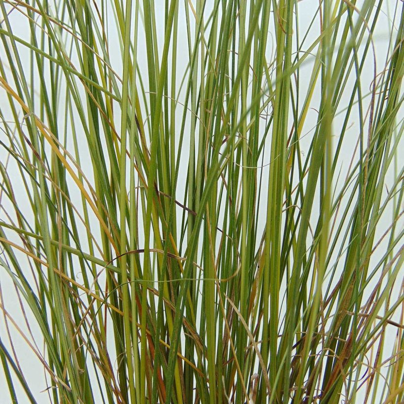 Carex buchananii Viridis - Laîche (Feuillage)