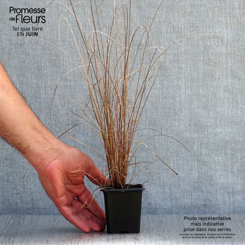 Spécimen de Carex buchananii - Laîche de Buchanan Godet de 8/9 cm tel que livré en été