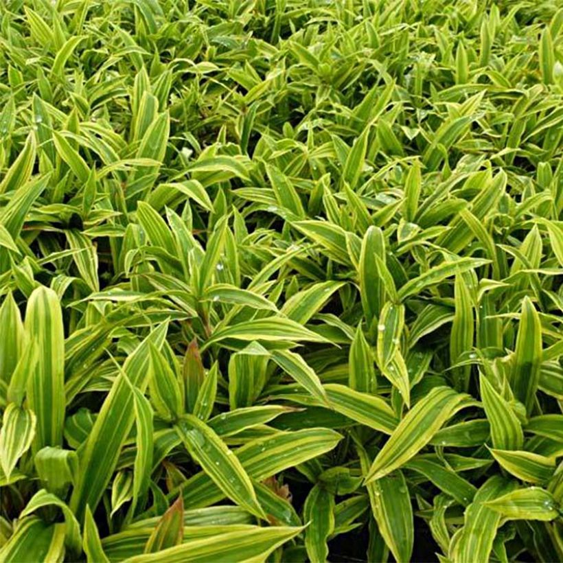 Carex ciliatomarginata Shima Nishiki (Feuillage)