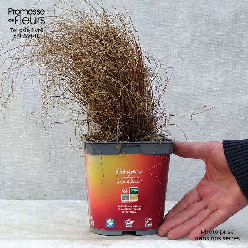 Spécimen de Carex comans Bronze Form - Laîche de Nouvelle-Zélande Pot de 2L/3L tel que livré au printemps