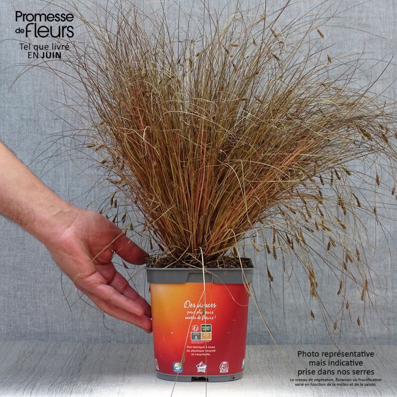 Spécimen de Carex comans Bronze Form - Laîche de Nouvelle-Zélande Pot de 2L/3L tel que livré en été