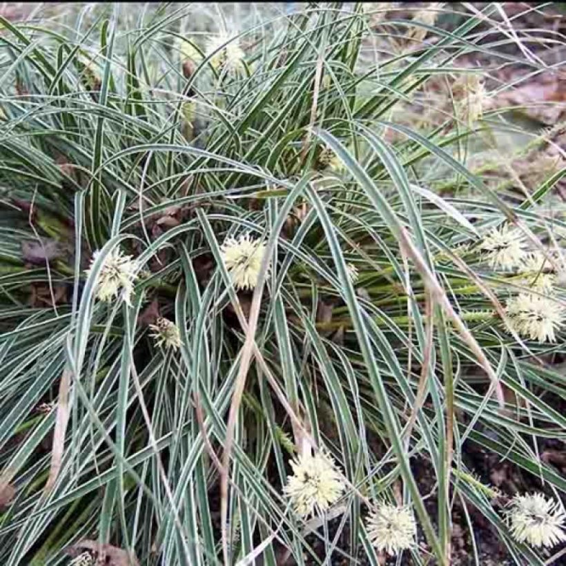Carex conica Snowline - Laîche de Corée (Port)