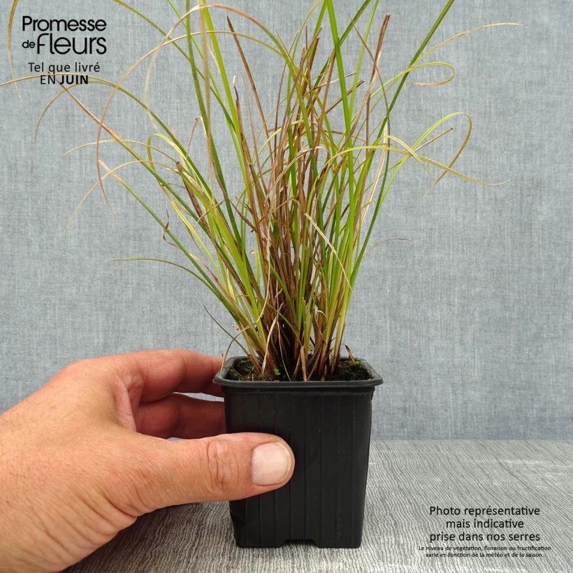 Spécimen de Carex dipsacea - Laîche d'automne Godet de 8/9 cm tel que livré en été