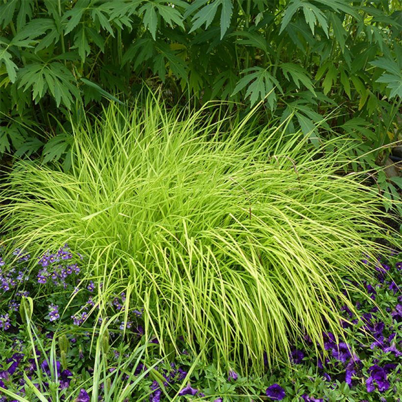 Carex elata Aurea - Laîche dorée (Port)