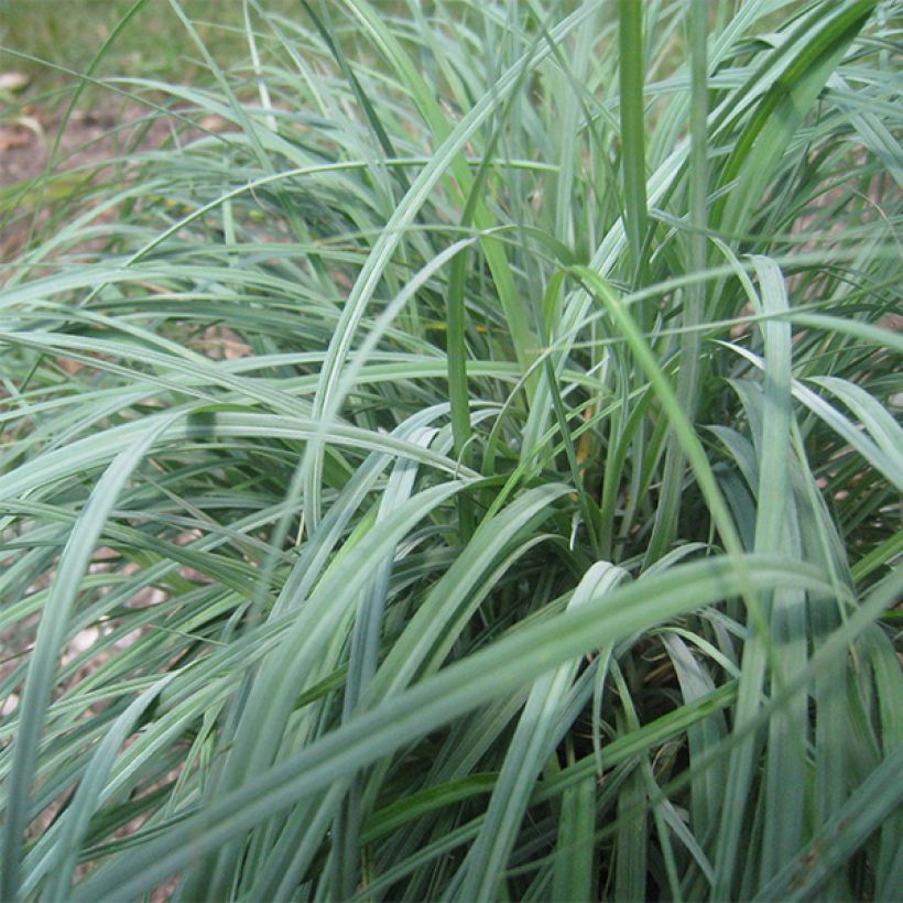 Carex flacca (Feuillage)