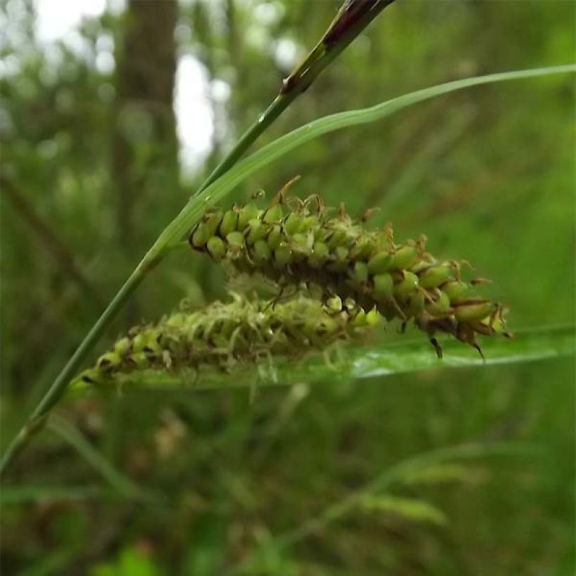 Carex flacca (Floraison)