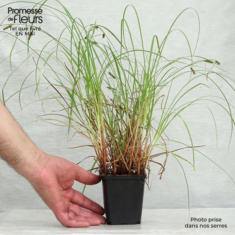 Spécimen de Carex flacca Godet de 9cm tel que livré au printemps