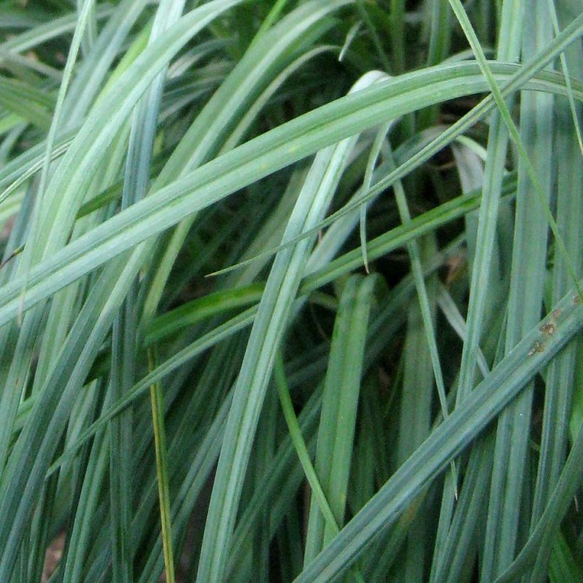 Carex flacca Blue Zinger - Laîche glauque (Feuillage)