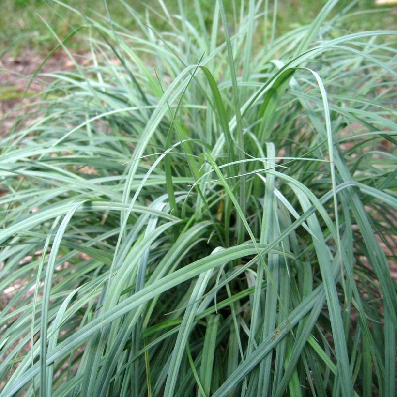 Carex flacca Blue Zinger - Laîche glauque (Port)