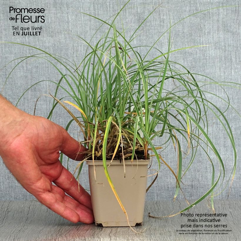 Spécimen de Carex flacca Blue Zinger - Laîche glauque Godet de 8/9 cm tel que livré en été