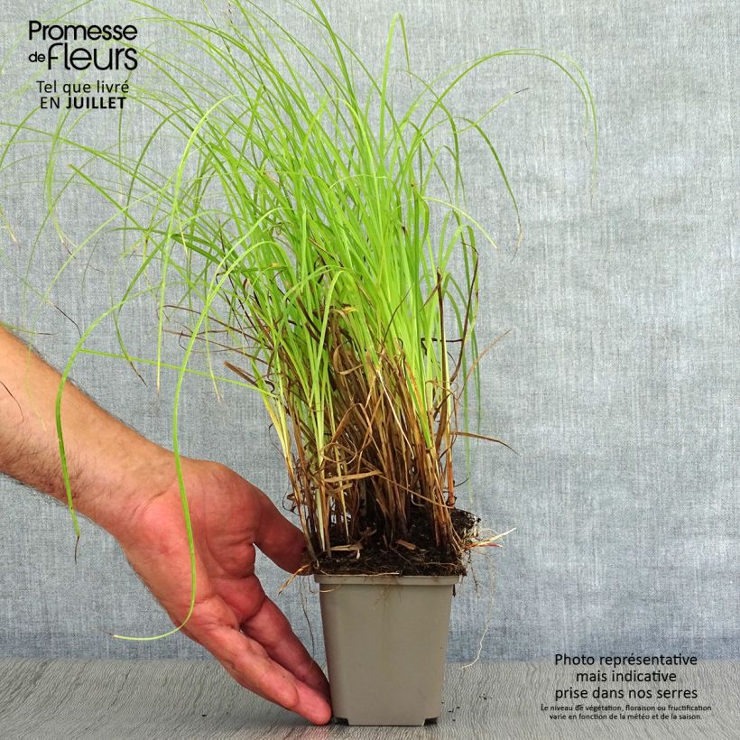 Spécimen de Carex flacca Godet de 8/9 cm tel que livré en été