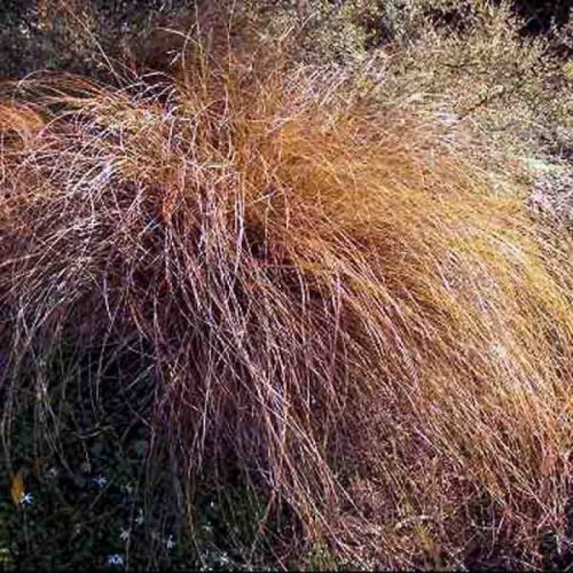 Carex flagellifera - Laîche de Nouvelle-Zélande (Port)