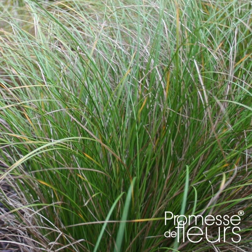 Carex flagellifera Kiwi - Laîche Kiwi  (Feuillage)