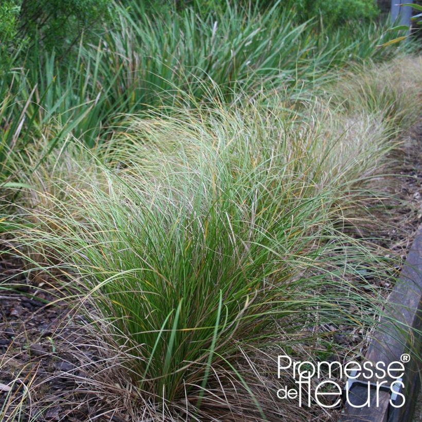 Carex flagellifera Kiwi - Laîche Kiwi  (Port)