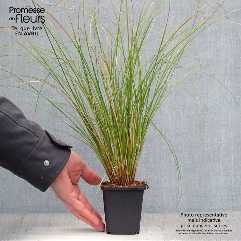 Spécimen de Carex flagellifera Kiwi - Laîche Kiwi  Godet de 9cm tel que livré au printemps