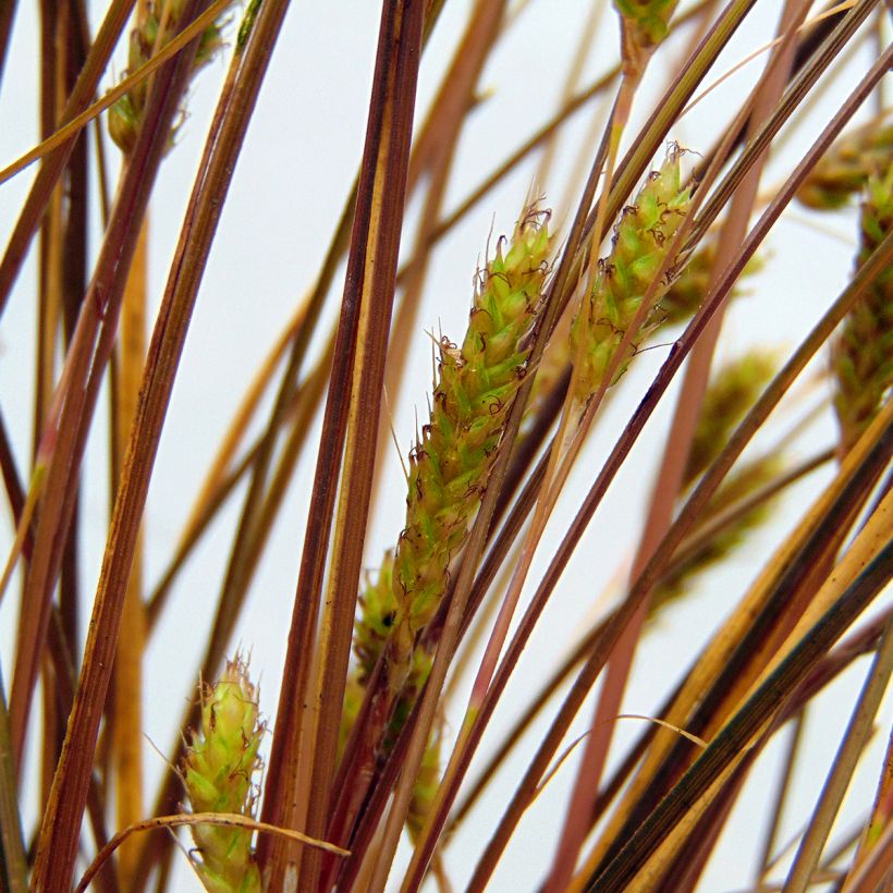 Carex flagellifera - Laîche de Nouvelle-Zélande (Floraison)