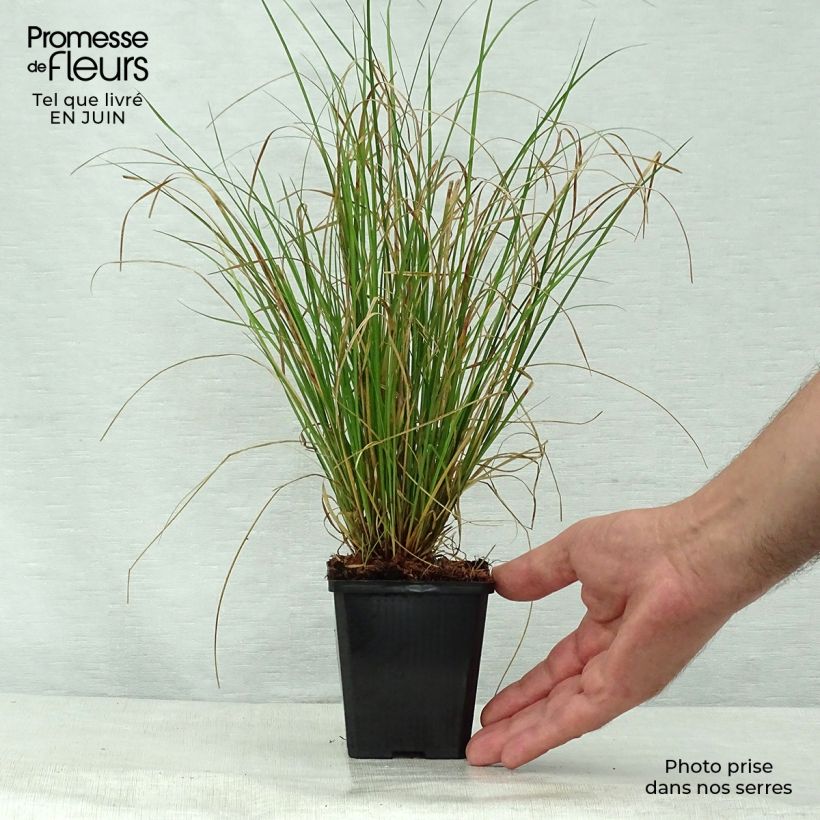 Spécimen de Carex flagellifera - Laîche de Nouvelle-Zélande Godet de 8/9 cm tel que livré en été