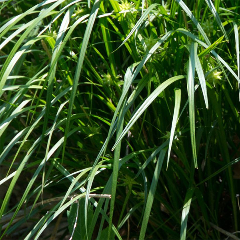 Carex grayi - Laîche massue (Feuillage)