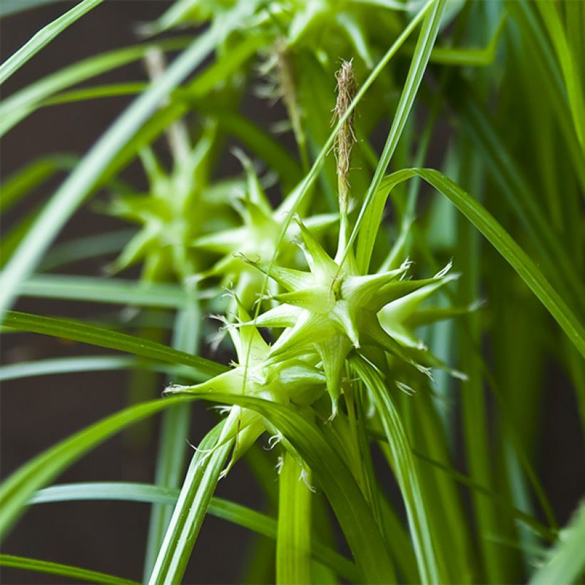 Carex grayi - Laîche massue (Floraison)