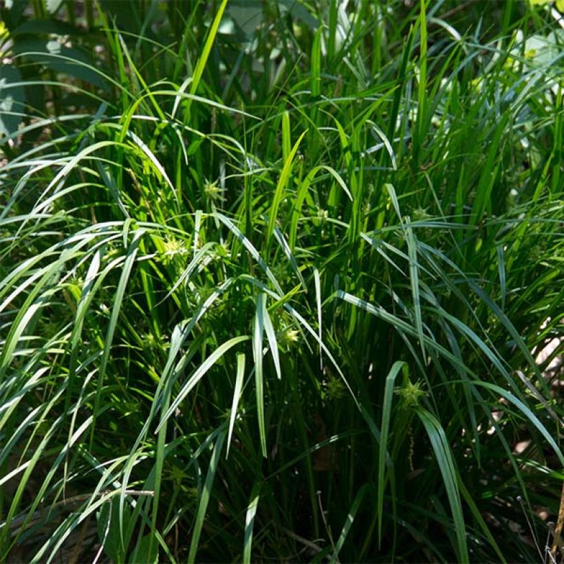 Carex grayi - Laîche massue (Port)