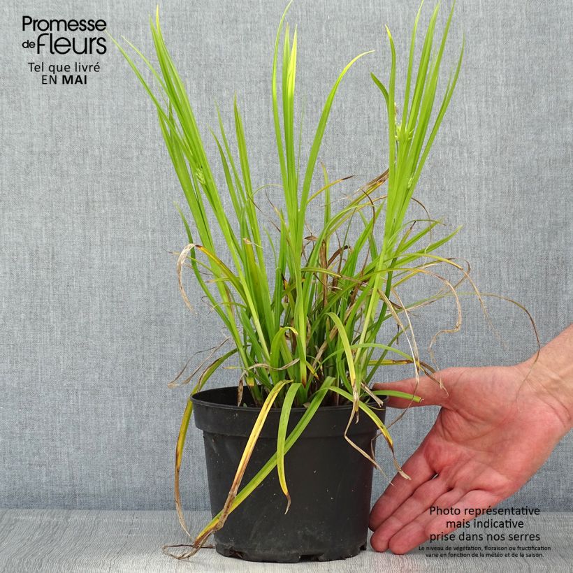 Spécimen de Carex grayi - Laîche massue en pot de 2L/3L tel que livré au printemps