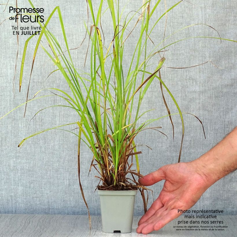 Spécimen de Carex grayi - Laîche massue Godet de 8/9 cm tel que livré en été