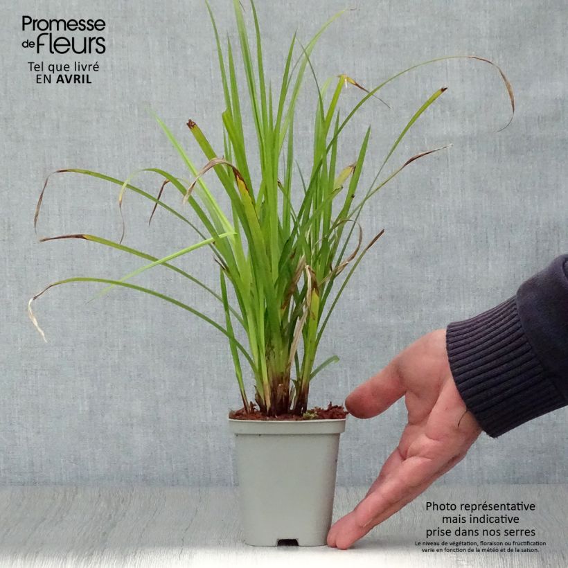 Spécimen de Carex grayi - Laîche massue godet de 8cm tel que livré au printemps