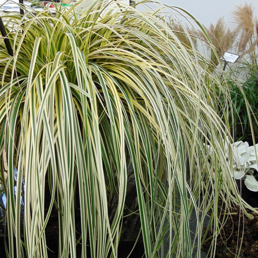 Carex hybride Feather Falls (Port)