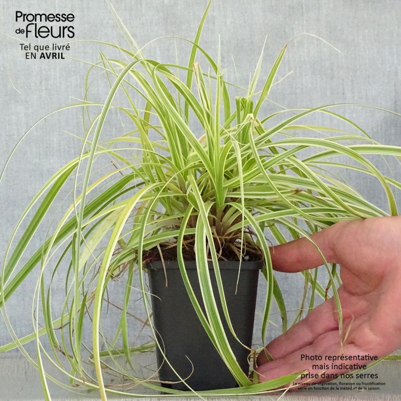 Spécimen de Carex hybride Feather Falls Godet de 8/9 cm tel que livré au printemps