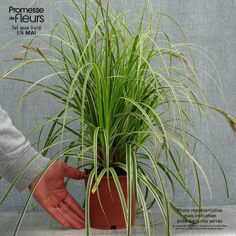 Spécimen de Carex hybride Feather Falls en pot de 1L/1.5L tel que livré au printemps