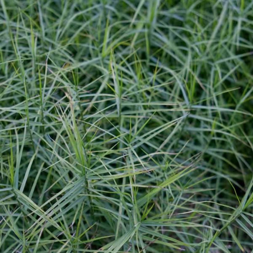 Carex muskingumensis Little Midge - Laîche d'Amérique (Feuillage)