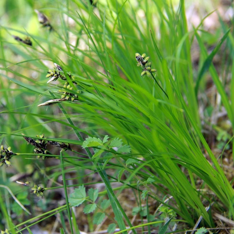 Carex montana - Laîche des montagnes (Feuillage)
