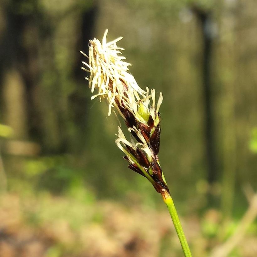 Carex montana - Laîche des montagnes (Floraison)
