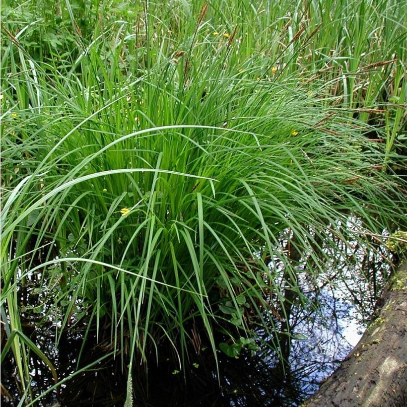 Carex montana - Laîche des montagnes (Port)